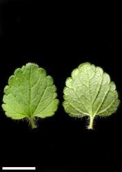 Veronica chamaedrys. Leaf surfaces, adaxial (left) and abaxial (right). Scale = 10 mm.
 Image: P.J. Garnock-Jones © P.J. Garnock-Jones CC-BY-NC 3.0 NZ